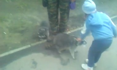 Еноты в городе