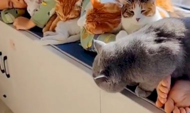 Самое лучшее одеяло в мире