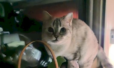 Переезд, поезд и котики