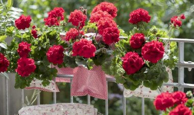 9 простых и ярких красочных многолетников, цветущих все лето