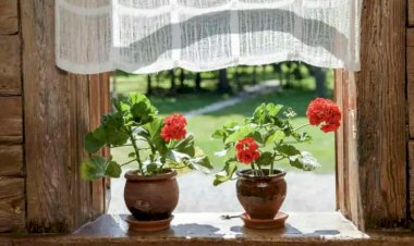 Когда сажать герань весной? Уход за геранью на все лето