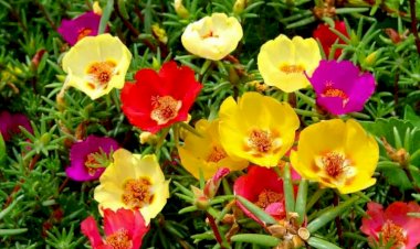 5 лучших растений от насекомых, которые нужно сажать весной