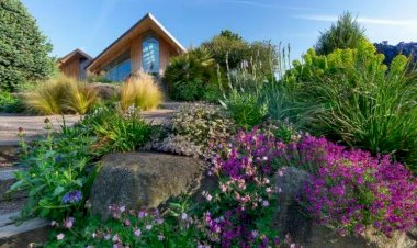 Какие цветы можно посадить в сухой солнечной местности? 7 сортов, которым не страшна жара