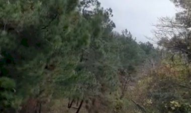 Блюз абхазских коровок на горе