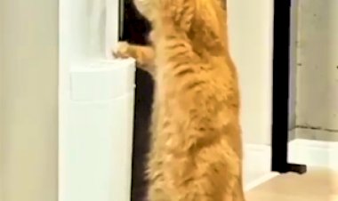 Кошачья эволюция