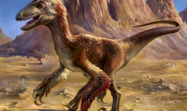 Велоцираптор: какой он на самом деле?