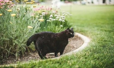 Не позволяйте кошке справлять нужду в саду: 5 натуральных репеллентов
