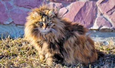 Знаете, откуда такой запас энергии? Всё дело в питании... но это не точно