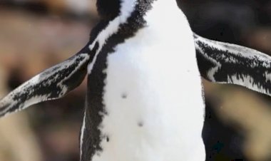 Пингвины живут не только в вечной мерзлоте