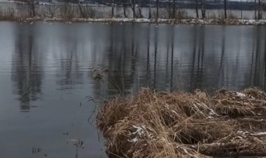 Голдеж чаек распугал рыб