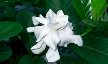 Как пересадить гардению? Ценные советы для этого ценного растения