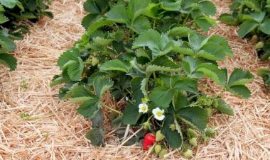 Приготовление мульчи для хорошего урожая клубники