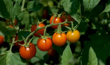 Какой лист удалить с куста помидоров? Зачем это делать?