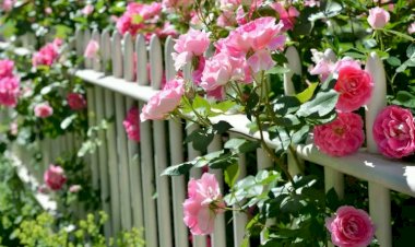 Полезна ли кофейная гуща для кустов роз? Полная расшифровка натурального удобрения