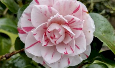 Как избавиться от крупных белых червей в цветочных горшках?