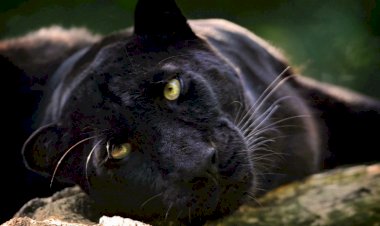 Самые красивые животные мира