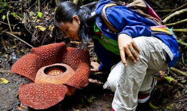 Раффлезия Арнольда – громадный цветок, который пахнет тухлым мясом. Зачем ему это нужно?