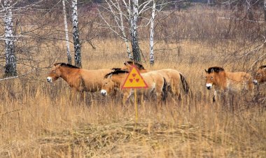 Животные Чернобыля. Как им сейчас живется?