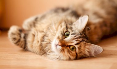 Три мелочи, за которые кошка будет вам премного благодарна