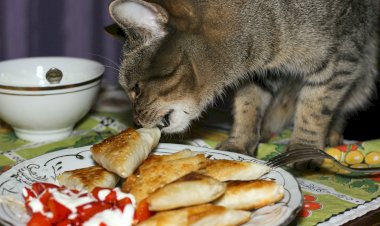 «Кушает всё» – о чём может говорить эта строчка в объявлении о пристройстве кошки, и к чему нужно быть готовым, беря эту кошку