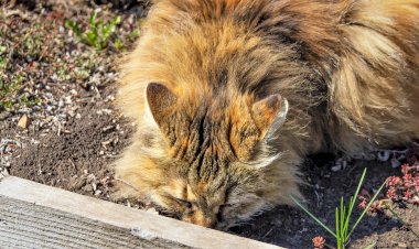 Кошка трётся мордочкой. Почему?