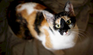 Кошка запрыгнула на имама во время прямой трансляции молитвы Рамадан в Алжире