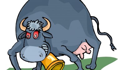 Бешенные коровы