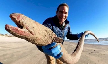 В Техасе обнаружили огромного угря