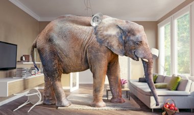 Кого запрещено держать дома: список запрещенных животных