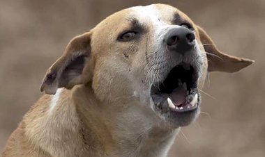 Ветер, телевышка и истошно воющие собаки – где здесь связь