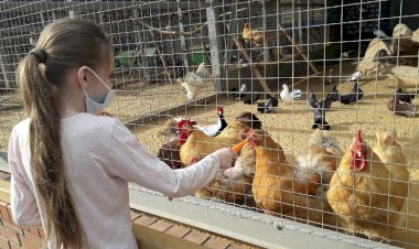 Зачем детям мегаполисов нужны зоопарки с сельхозживотными