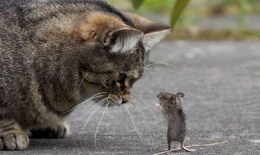 Кошка не должна ловить мышей – это опасно для её здоровья и здоровья её хозяина