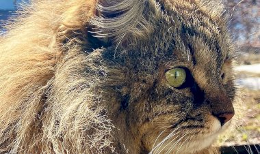 Кошачий наркотик. Даже малая концентрация эфирного масла этого растения действует на кошку возбуждающе