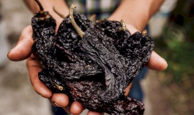 Главные ингредиенты, традиционно используемые в мексиканской кухне