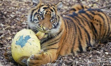 Индуистская статуя и угощение для тигра: лучшие фотографии среды