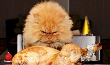 Почему люди злятся, когда голодные?