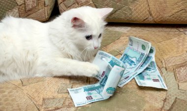 Во сколько обходится содержание кошки. Список всего необходимого с ценами и пояснениями