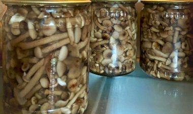 Опята маринованные. Удачный рецепт. Чтобы не искать осенью - записывай!