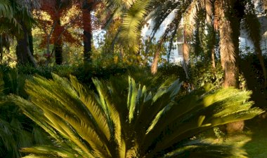 Экскурсия по паркам и скверам Сочи