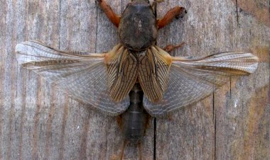 Не занесли, а прилетела: медведки умеют летать. Как и при каких условиях летают медведки