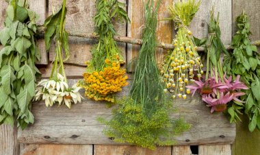 Какие травы с огорода можно использовать для красоты волос