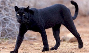 Неделя в дикой природе: редкий леопард, глубоководные рыбы и утята