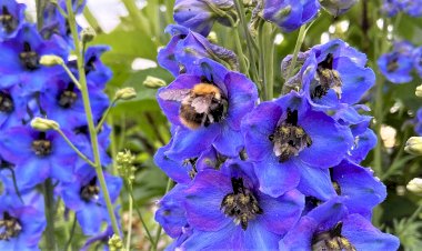 Какие цветы выращивали на приусадебных участках времен СССР. Лайфхак из прошлого по размножению флоксов. До 100 растений с одного куста