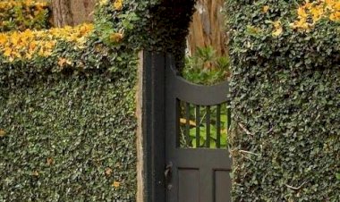 Готовые идеи живой изгороди, своими руками