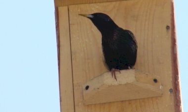 Весна у ворот! Первые вестники весны.