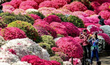 Цветение азалии и захватывающий Ван Гог: лучшие фотографии вторника