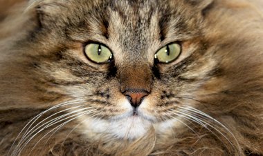 Курилы знают себе цену и не отвлекаются по мелочам