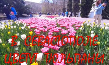 В Севастополе цветут тюльпаны. Красота необыкновенная!