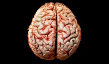 Как работает мозг, когда мы играем в видеоигры понимание науки захватывающего процесса игры.