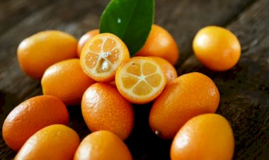 Что за фрукты кумкваты, их польза, как выбирать, хранить и готовить